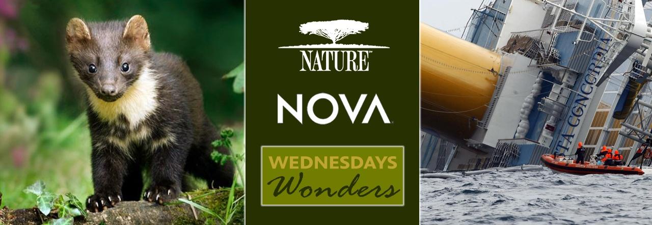 Nature / Nova - Wednesday Wonders