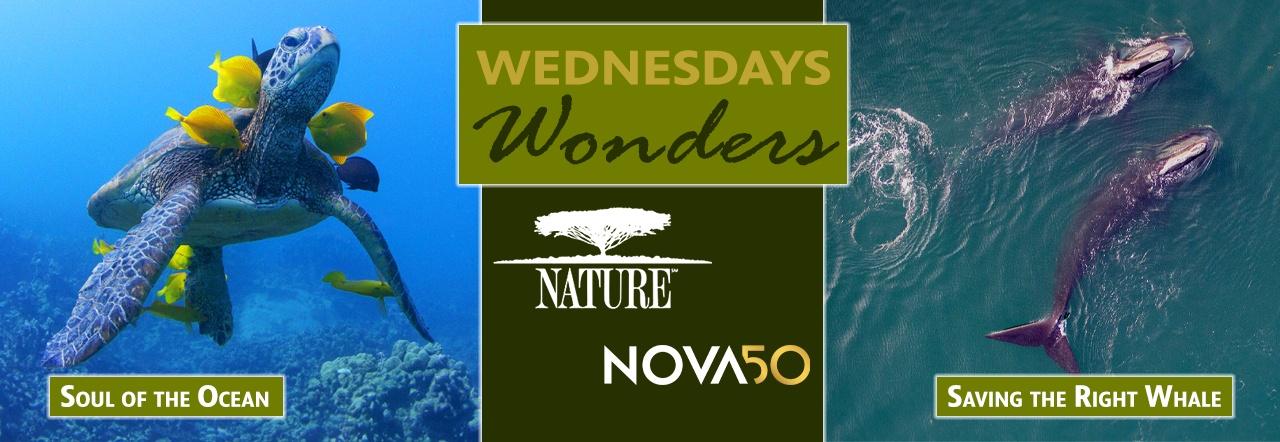 Wednesday Wonders | Nature - Soul of the Ocean  | NOVA50 - Saving the Right Whale