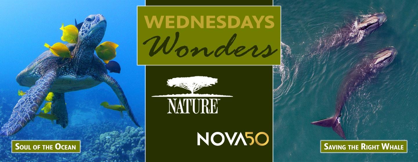 Wednesday Wonders - Nature: Soul of the Ocean and Nova: Saving the Right Whale