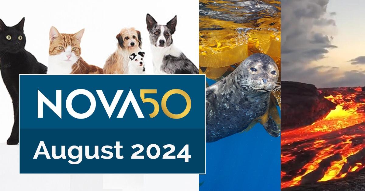 NOVA50 | August 2024