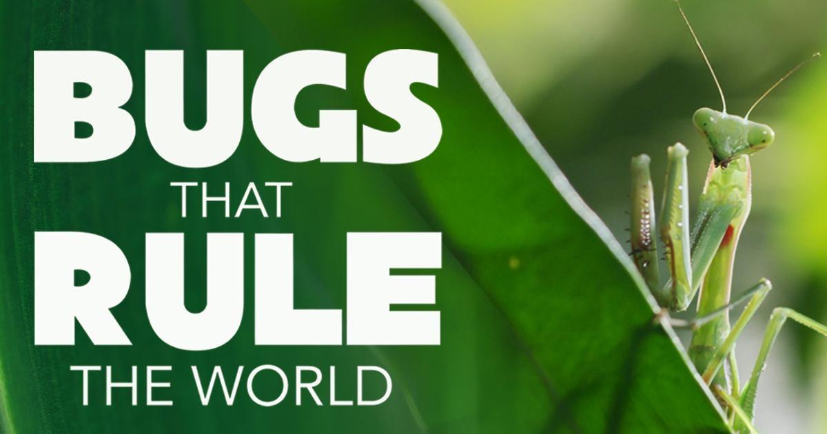 Bugs that Rule the World | May 2025