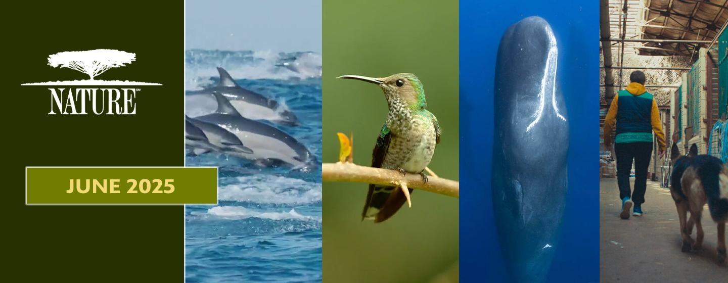 Nature | June 2025: dolphins, Humming Bird, Whales, and a man with a Dog.