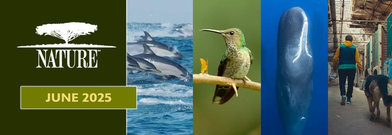 Nature | June 2025: dolphins, Humming Bird, Whales, and a man with a Dog.