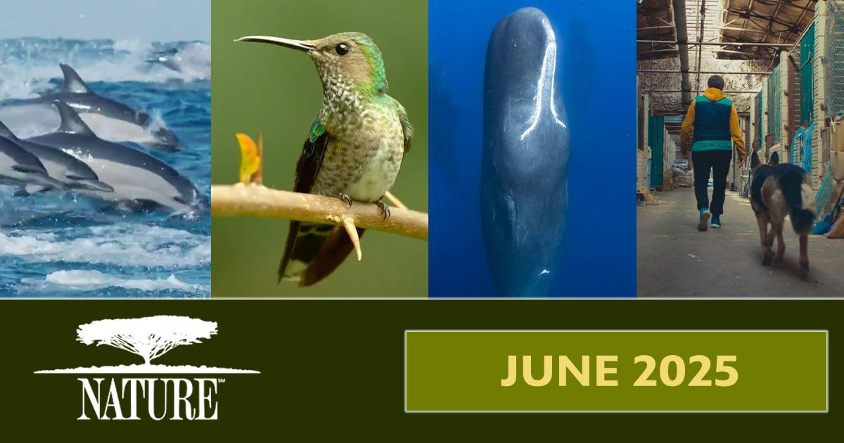 Nature | June 2025: Dolphines, Humming Bird, Whales, and a man with a Dog.