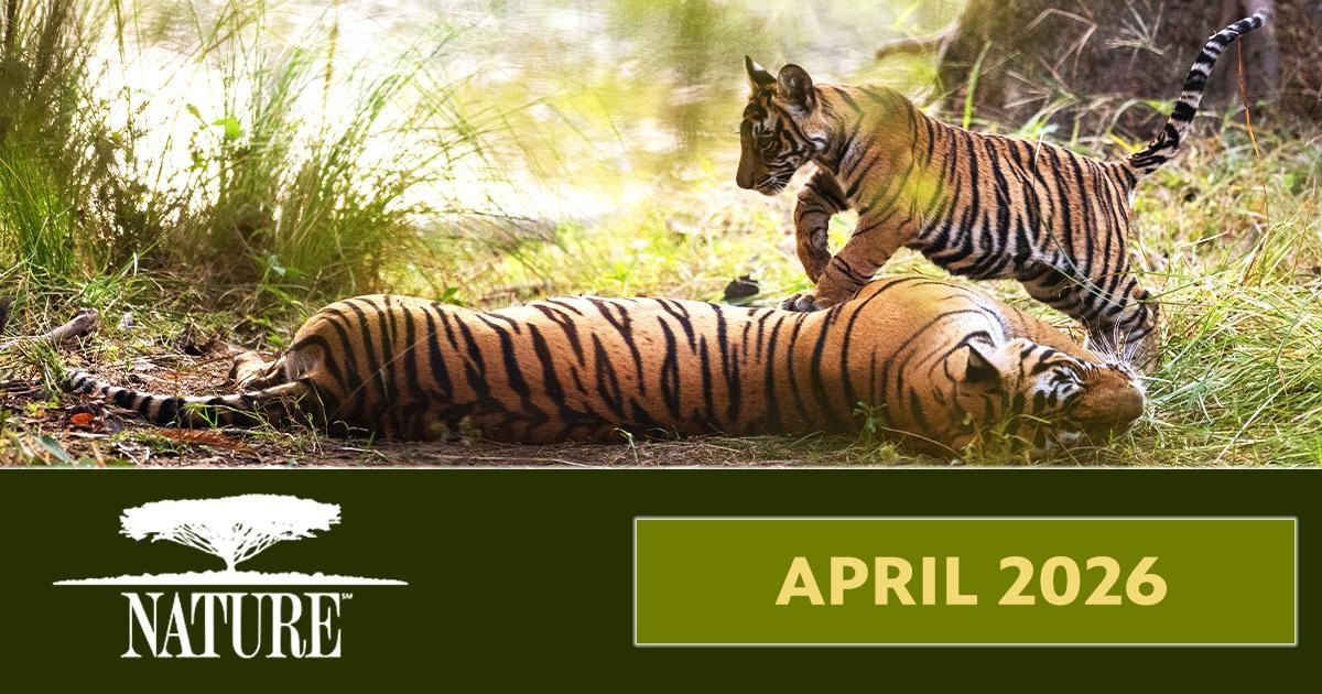 Logo: Nature, Text: April 2026, a tigress laying on the ground with a cub jumping over her.