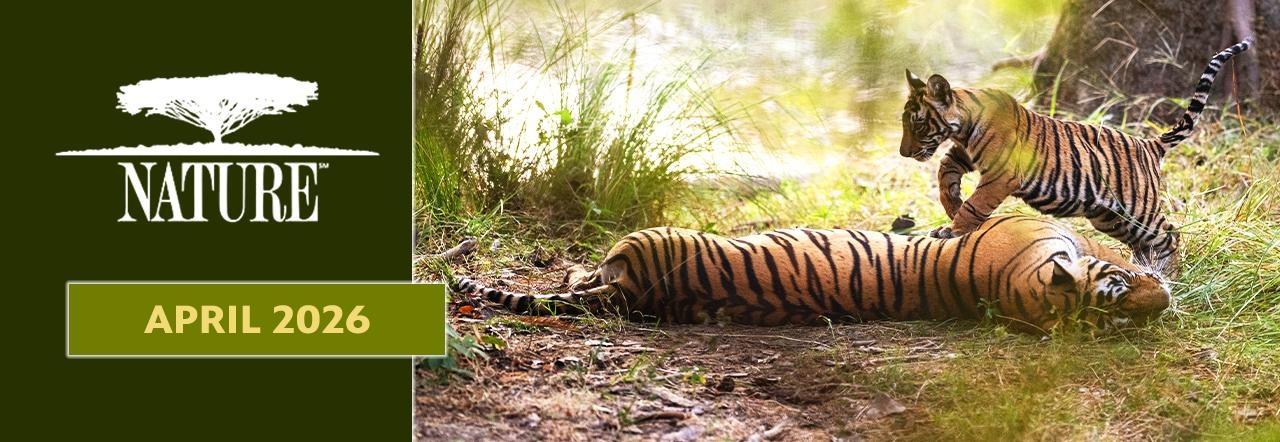 Logo: Nature, Text: April 2026, a tigress laying on the ground with a cub jumping over her.