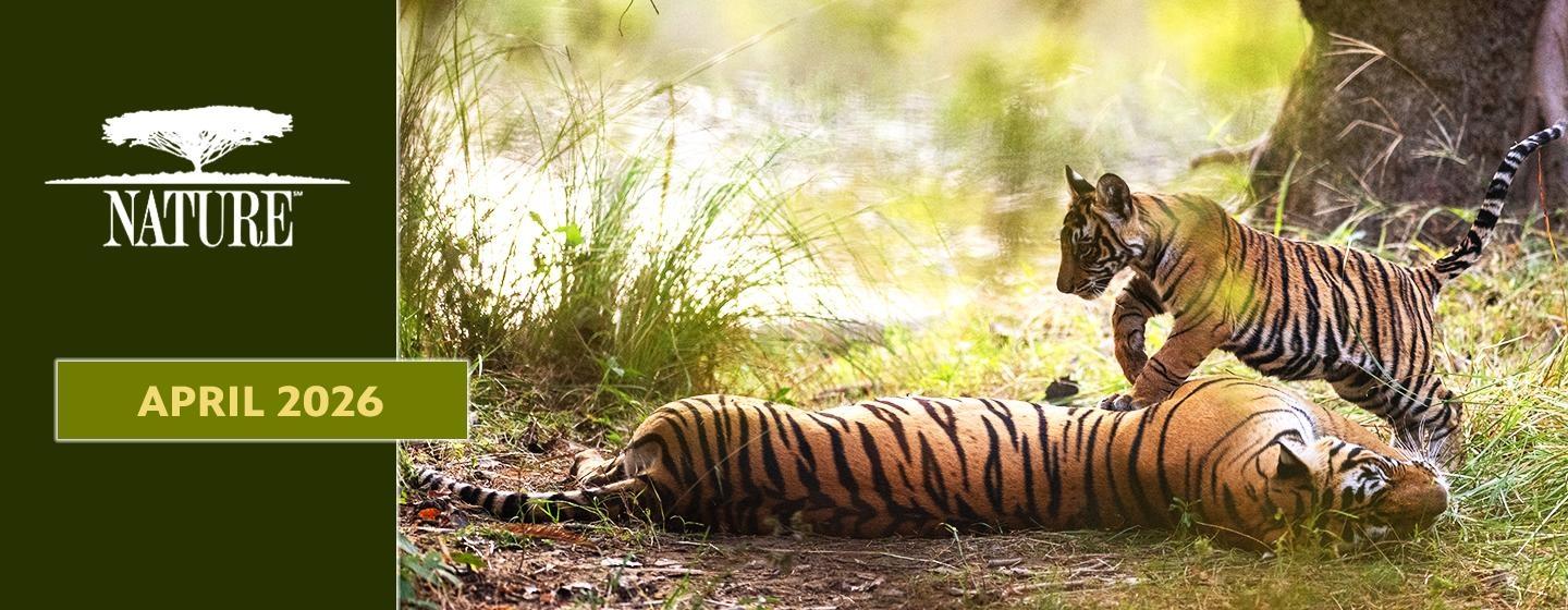 Logo: Nature, Text: April 2026, a tigress laying on the ground with a cub jumping over her.