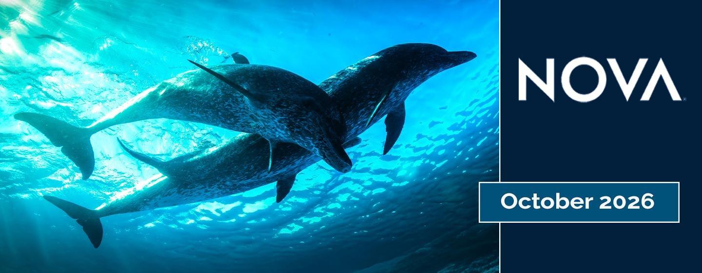 NOVA October 2026 banner featuring dolphins swimming underwater in bright blue ocean water.