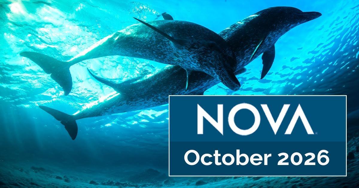 NOVA October 2026 graphic featuring three dolphins swimming underwater in bright blue ocean water.