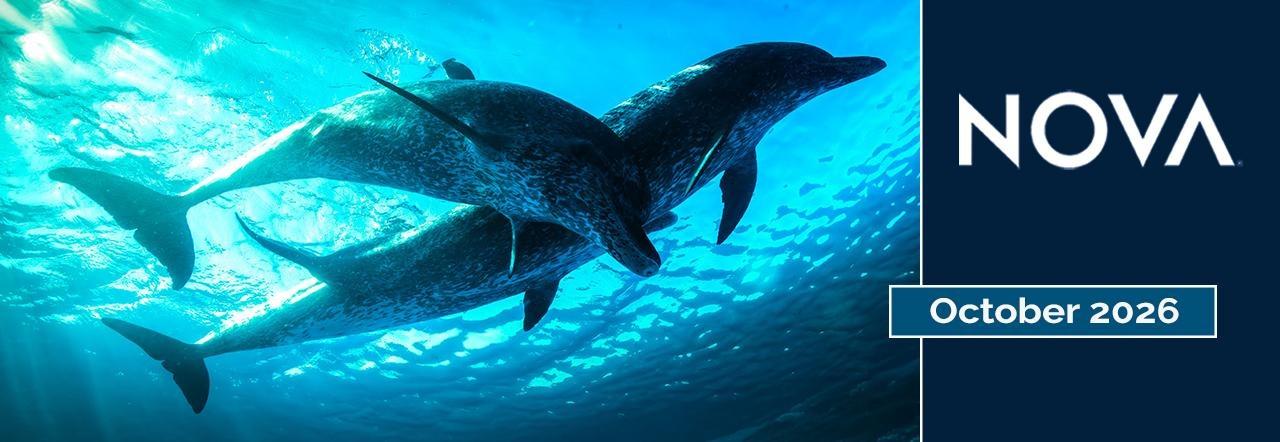NOVA October 2026 banner featuring dolphins swimming underwater in bright blue ocean water.