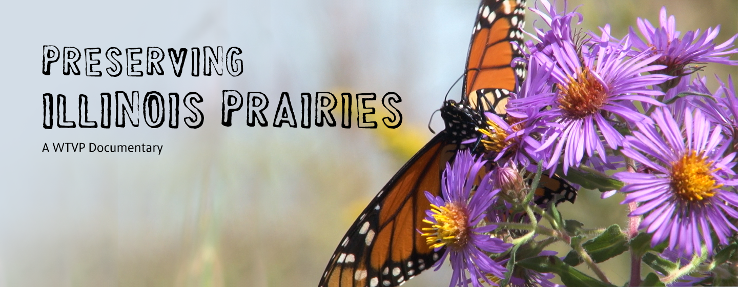 Preserving Illinois Prairies Header with Butterfly