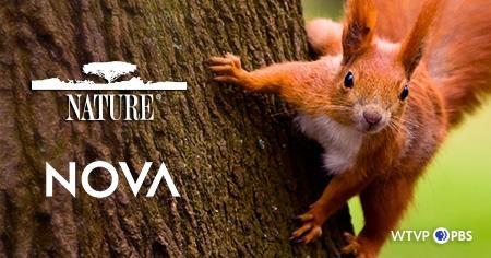 Nature & NOVA - Red Squirrel on a tree
