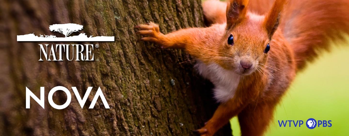 Red Squirrel on side of a tree - Nature & Nova Logos