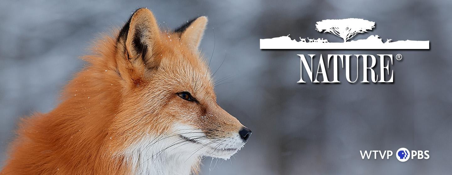 Red fox