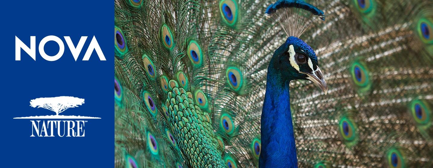 Nova & Nature, Photo of a Peacock