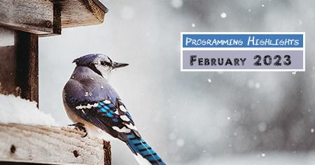 Blue bird - Programming highlights February 2023