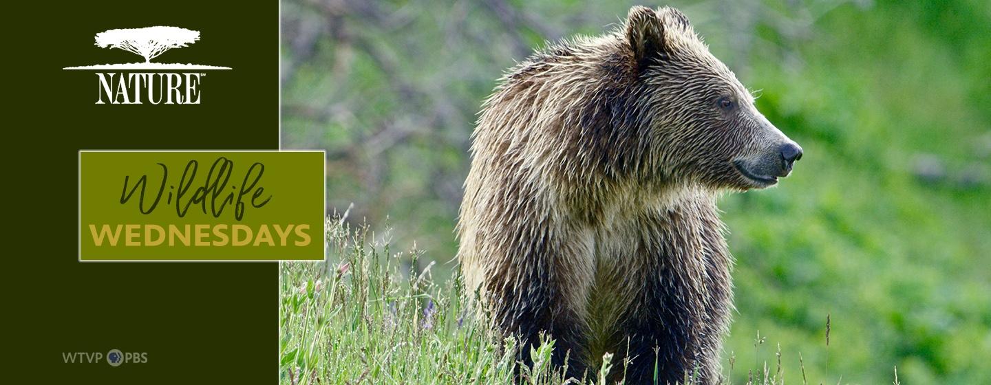Text: Wildlife Wednesday with a bear looking to the right 