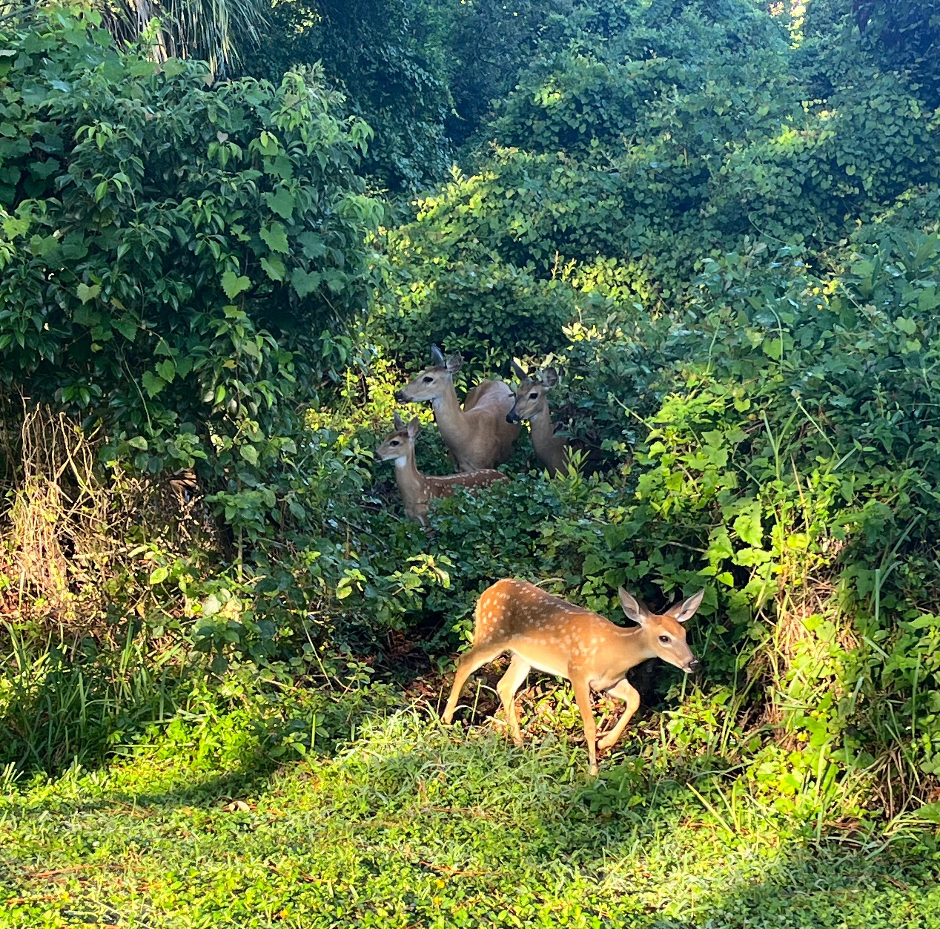 A family of deer in the woods