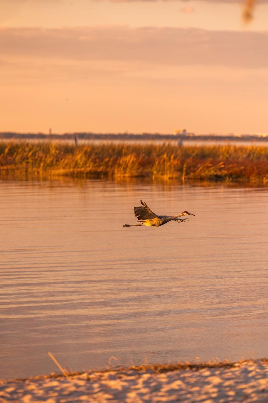 A sandhill crane glides over water at sunset