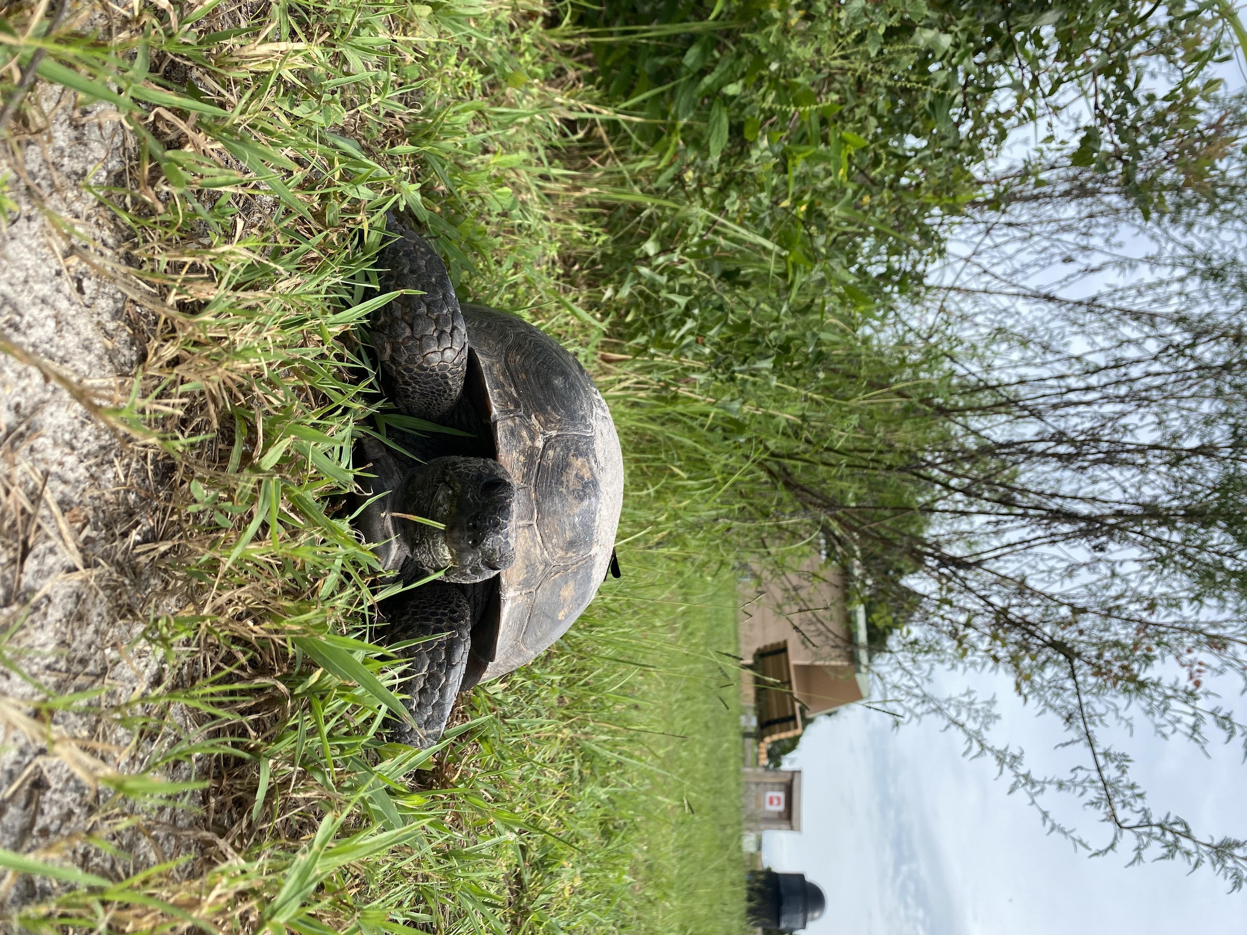 A tortoise looks directly at the camera surrounded by grass at a park