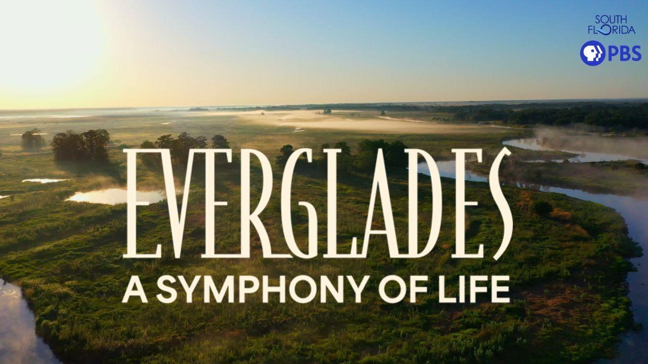 Everglades A Symphony of Life