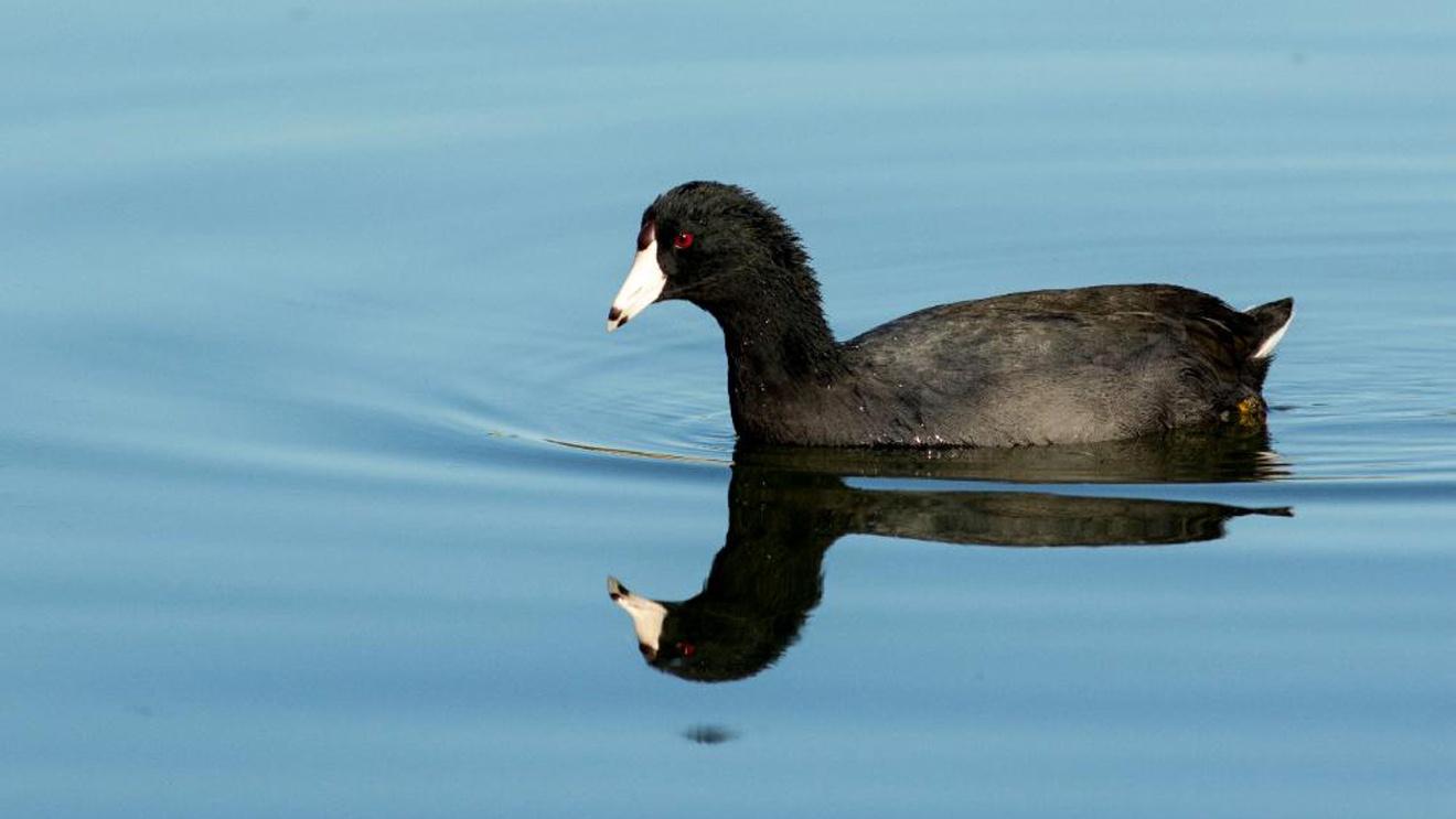 A black bird with a white bill floating on water with its reflection visible in the ripples