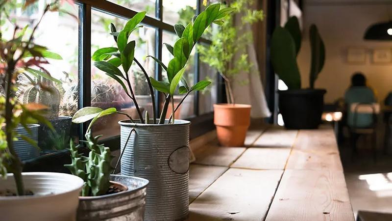 Growing Plants for Fun and Profit
