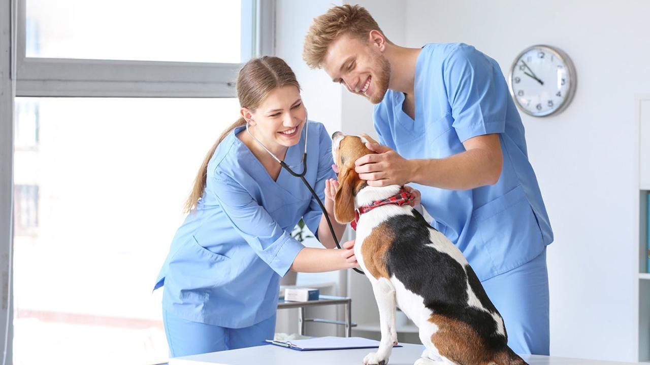 Veterinary Assistants in blue scrubs with dog