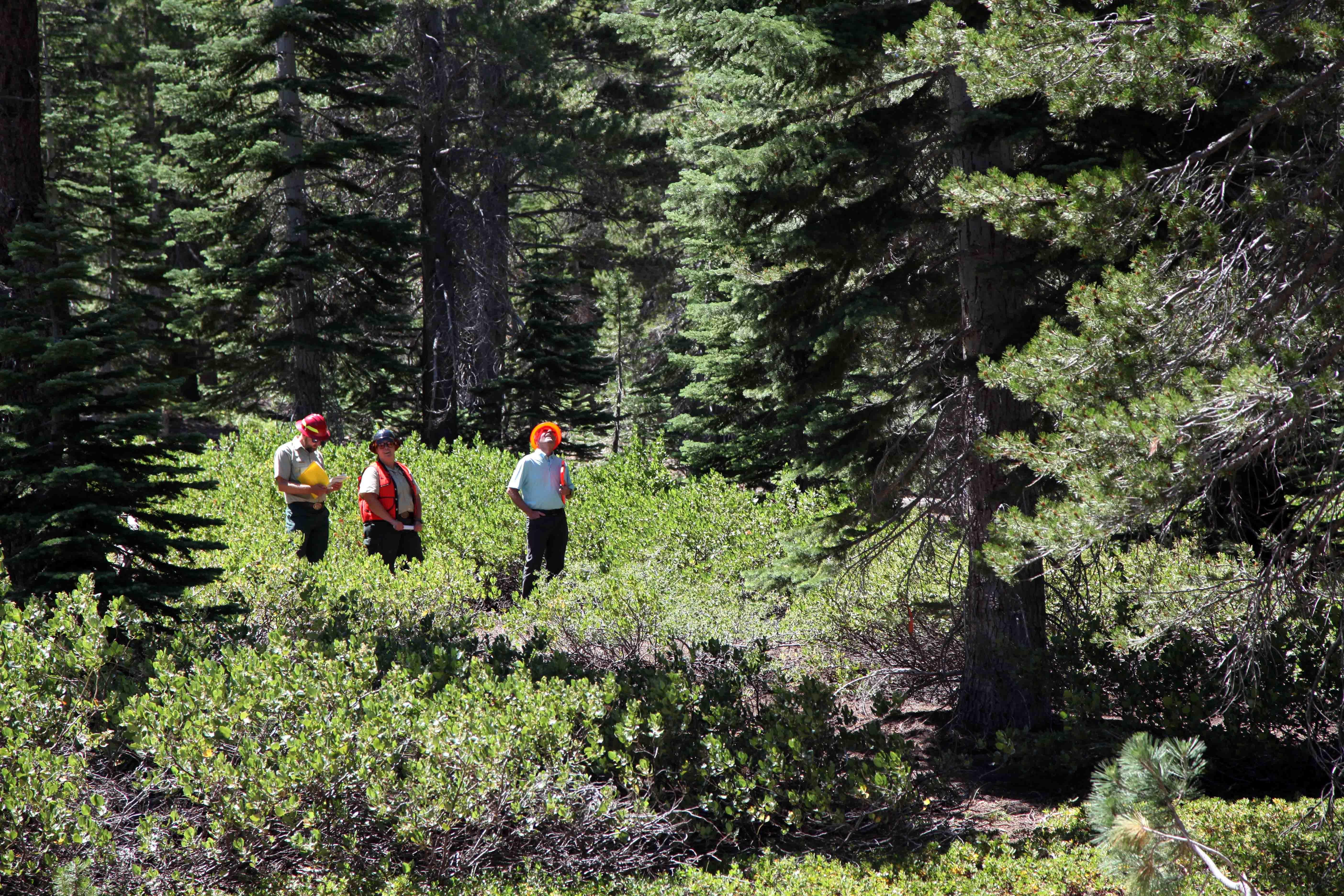 Selecting the Capitol Tree in the Carson Range