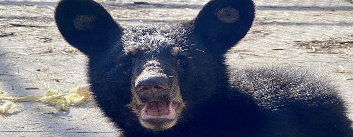 baby bear facing camera crying with mouth open on concrete