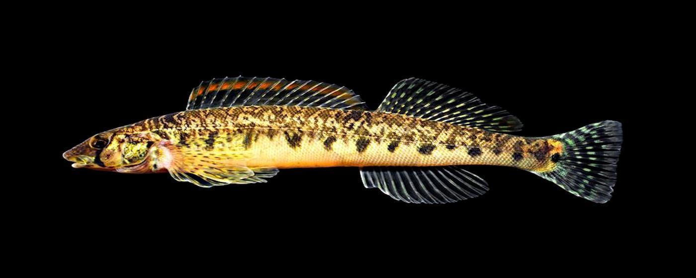endangered roanoke logperch from side black dark background rare fish endangered species