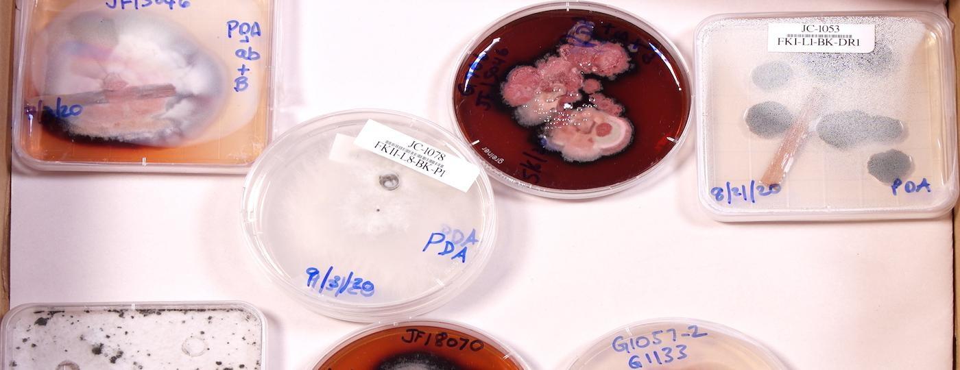 petri dishes on white table with clear and red liquids and fungi samples