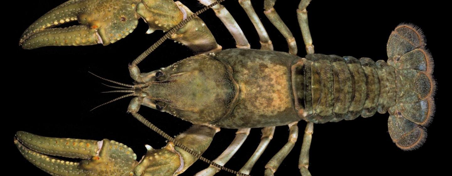 giant cataloochee crayfish on black backround