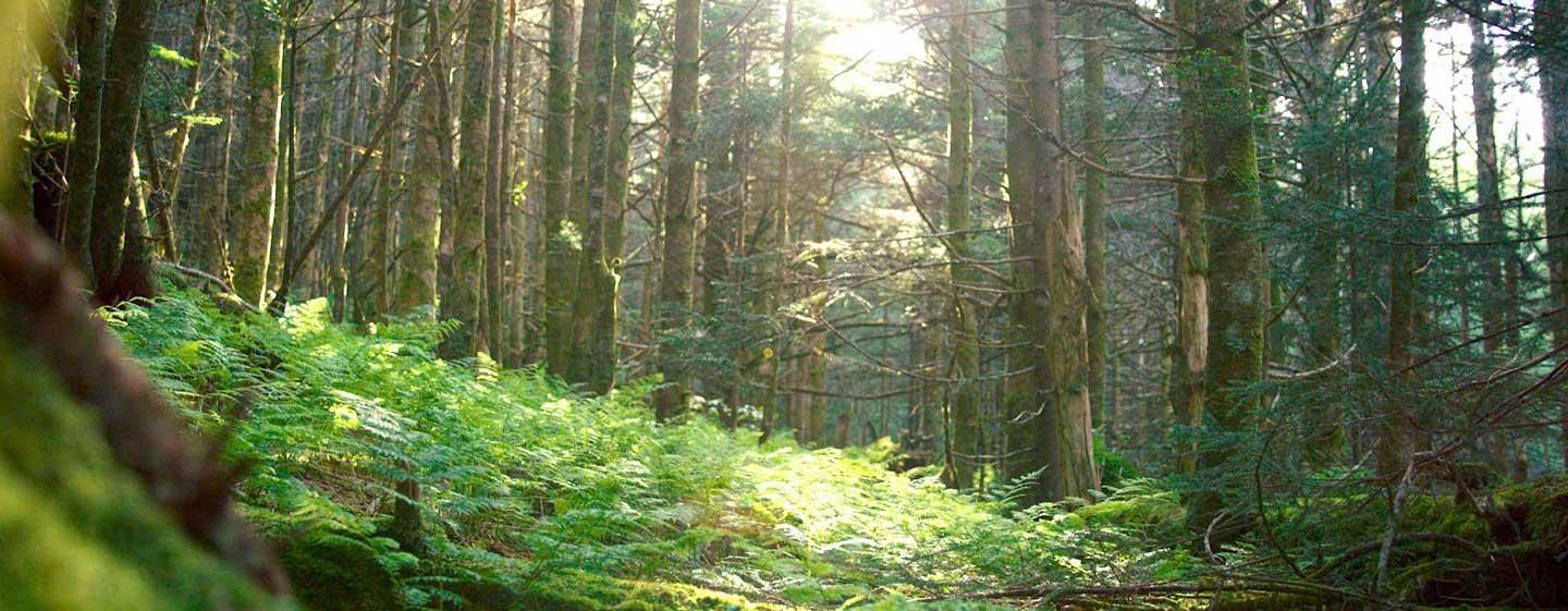 Mount Mitchell State Park trees and greenery