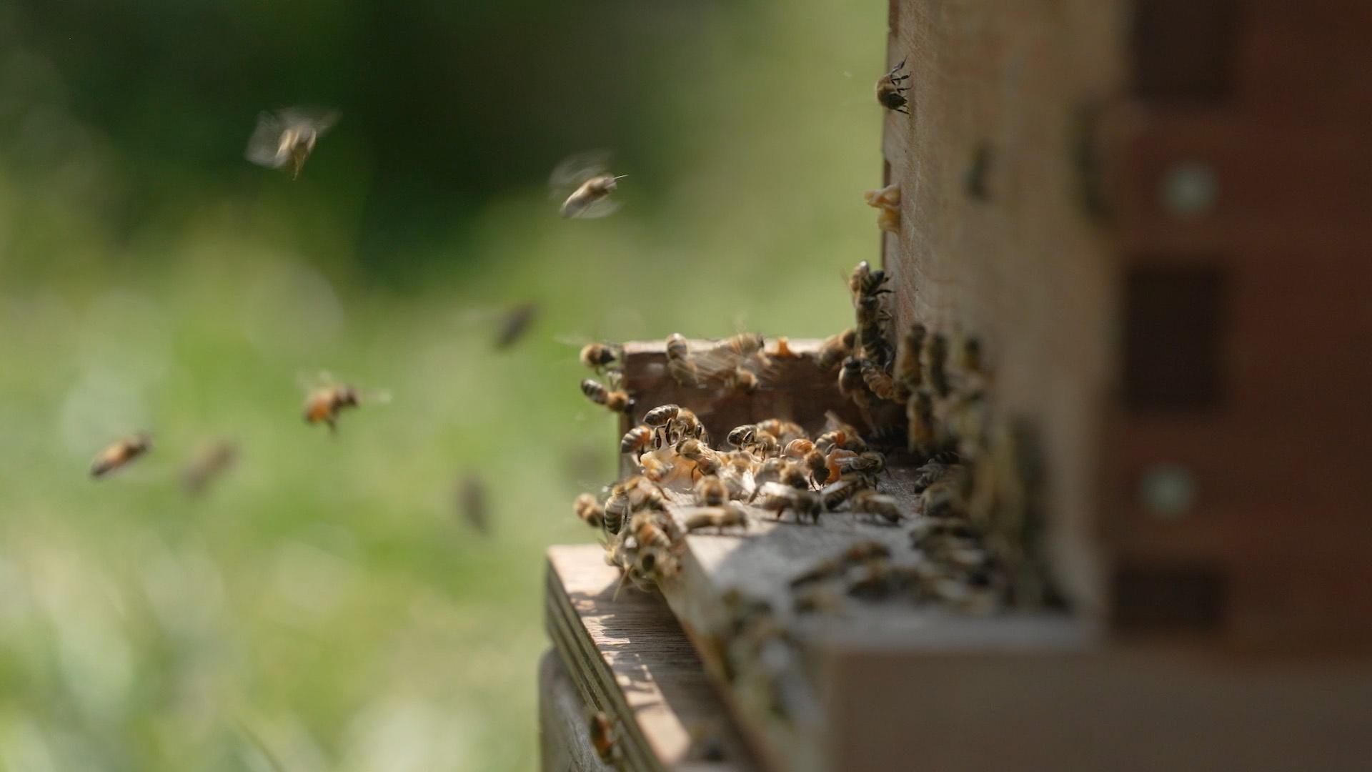 A colony of bees entering and exiting their bee house.