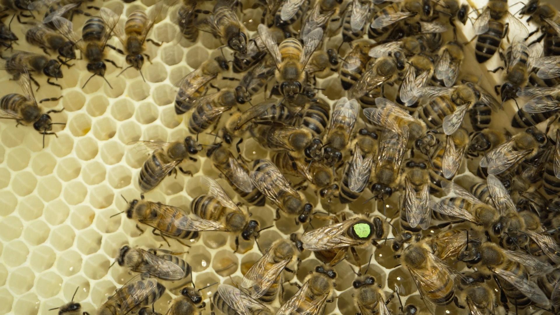 A colony of bees on a honeycomb.