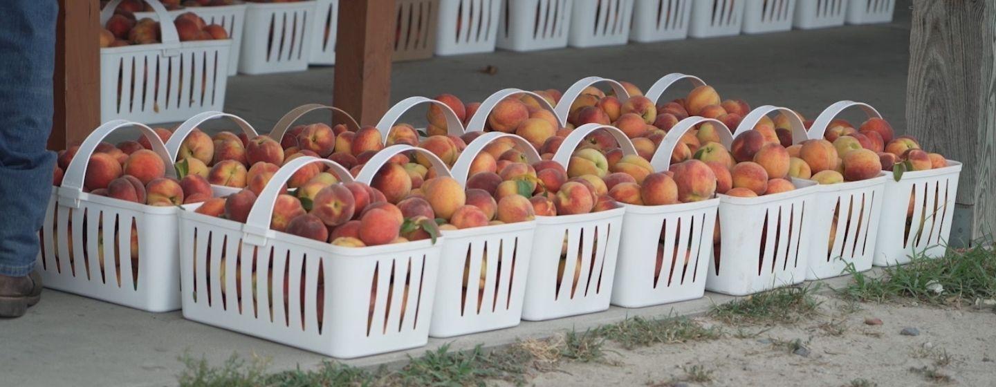 Baskets of peaches lined up on the ground.