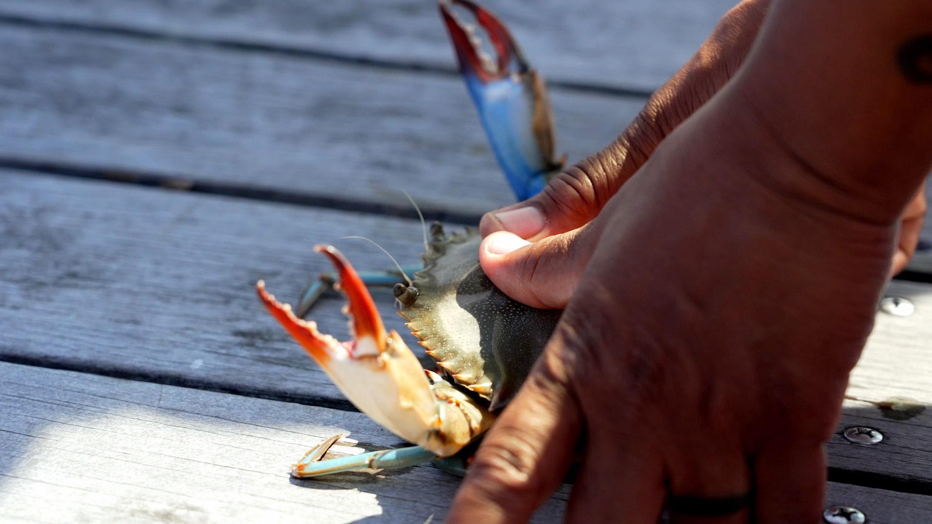 An eastern blue crab being held down by Tia Clark's hands.