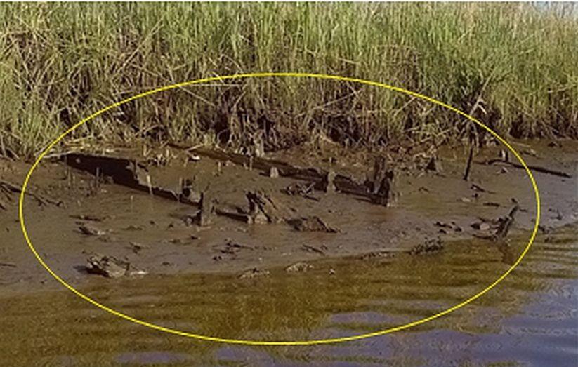On the riverbed, old tree trunks are circled in yellow.