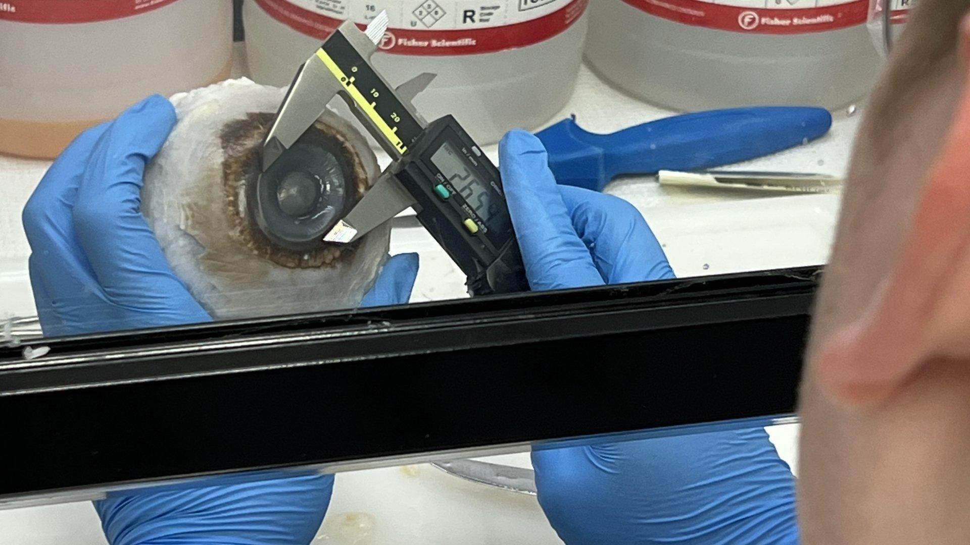 Jacob Bolin, a 2023 UNCW graduate, measuring the eye of a humpback whale.
