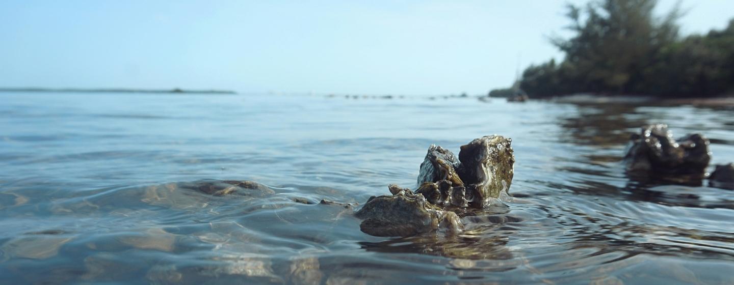 An oyster reef off on an Eastern coast.