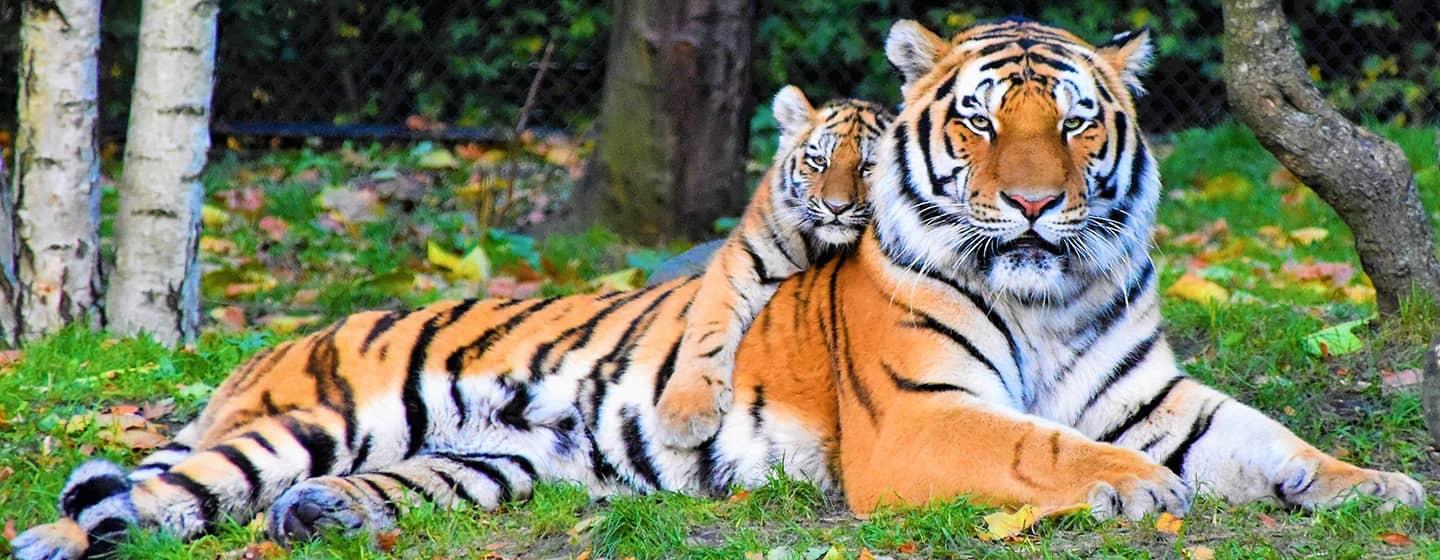 An orange white and black striped tiger with a white belly lounges in the green grass with a smaller tiger cub sprawled on its back.