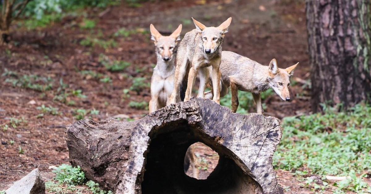 Three juvenile red wolves on top of a hollow log.
