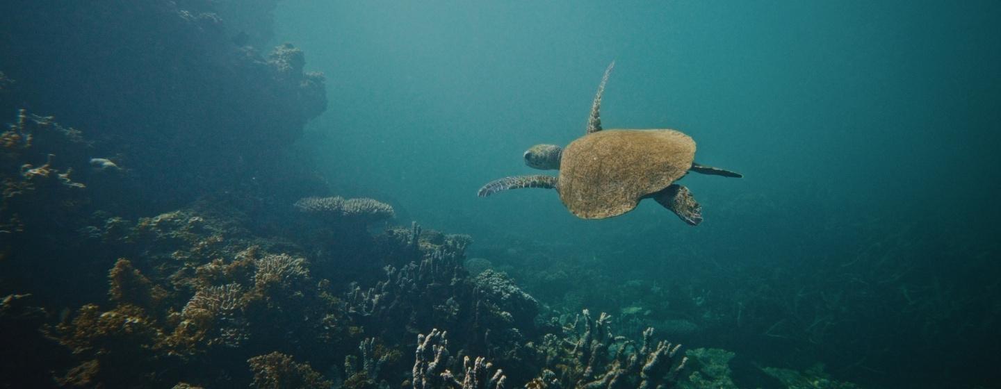 Turtle gracefully glides above complex vibrant coral reef in open ocean with fish.