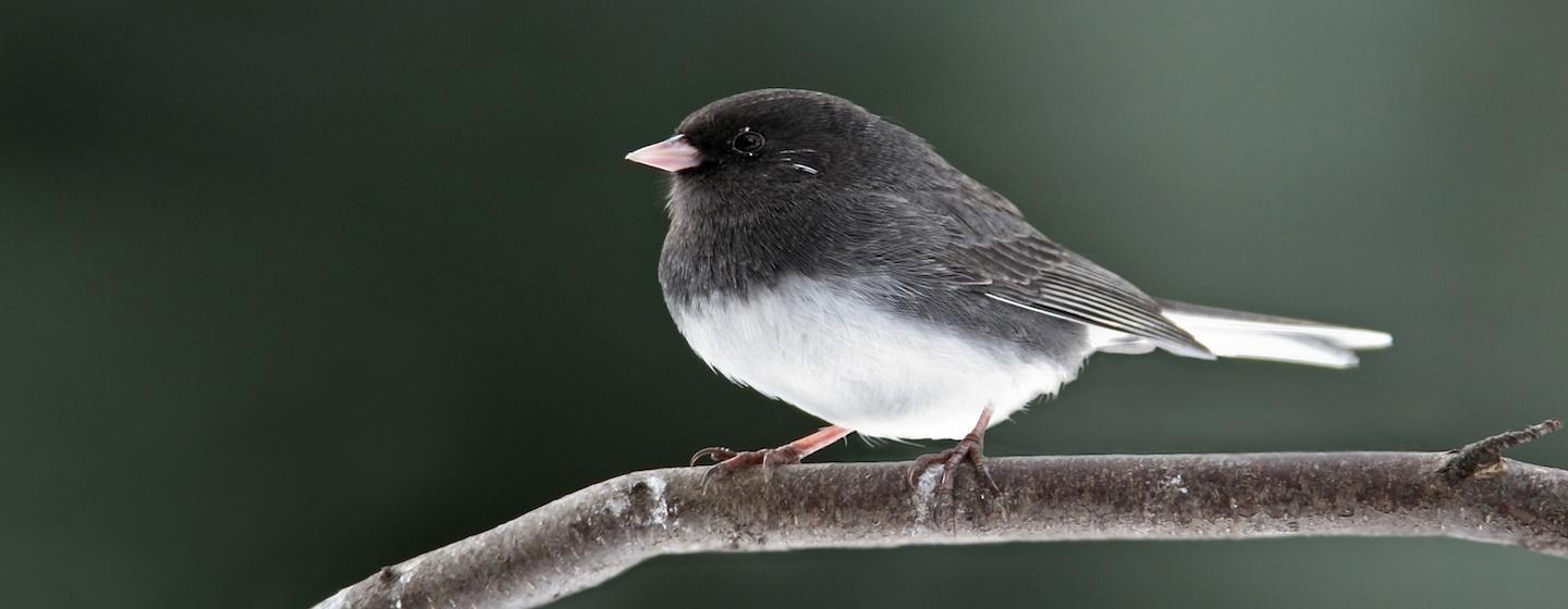 black and white gray bird facing side from side sitting on branch resting on branch