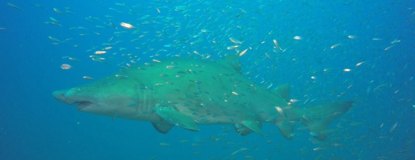shark picuture underwater from side surrounded by fish dark green