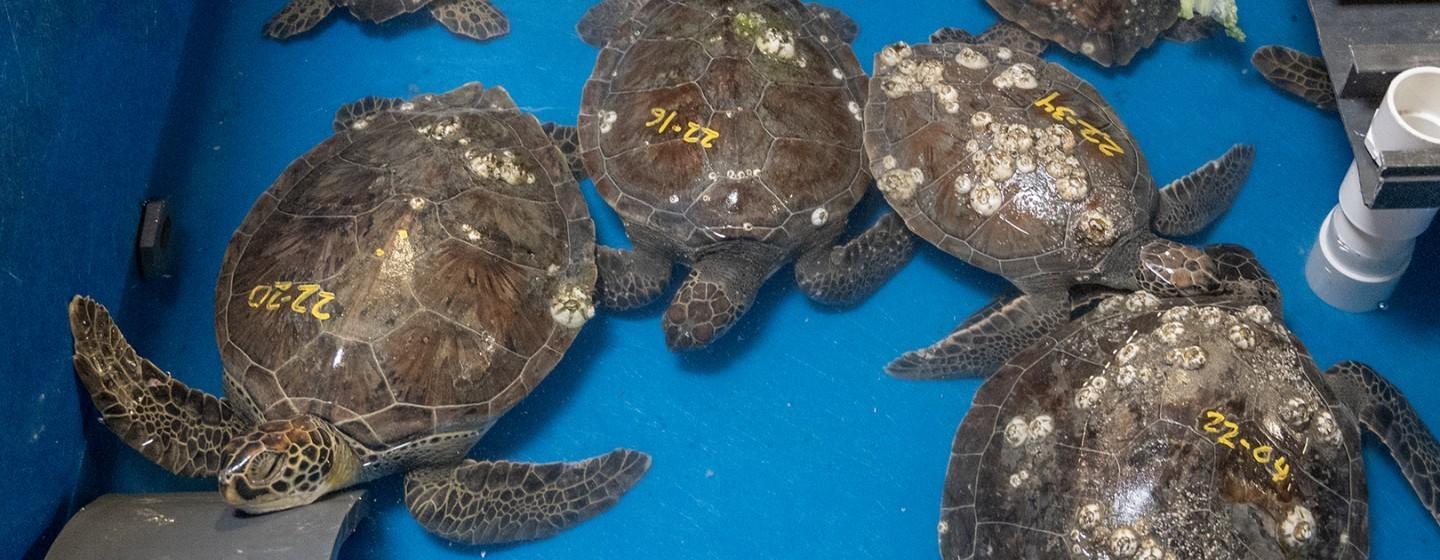 Sea turtles on a blue surface, they have yellow numbers written on their backs alongside some barnacles living on them.