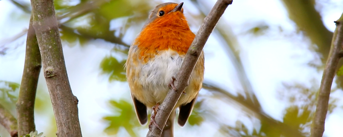 red orange chested breasted warbler bird sitting on branch resting on branch from below in tree high res