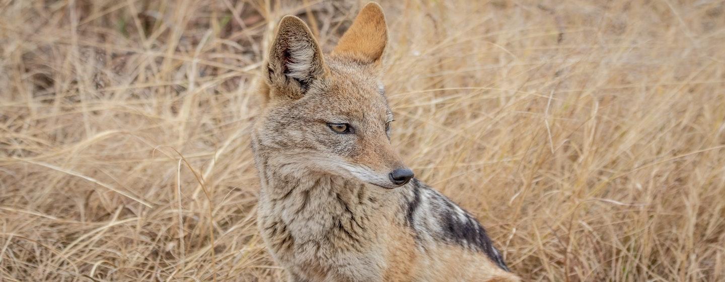 coyote sitting in tall grass prairie