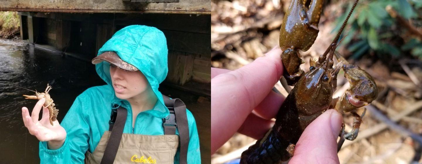 Morgan Burchfiel holding up a crayfish alongside a close up image of a crawfish being held.